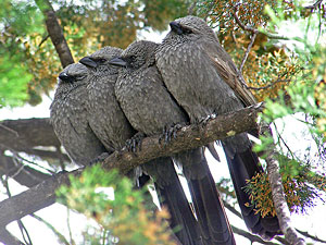 Apostlebirds