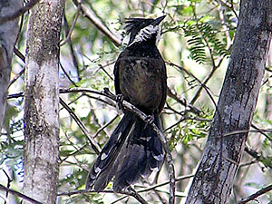 Eastern Whipbird