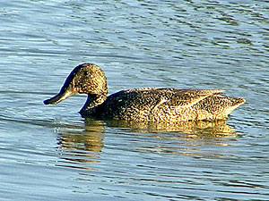 Freckled Duck