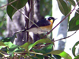 Spectacled Monarch