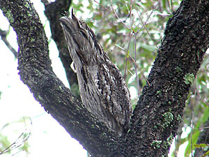 Tawny Frogmouth