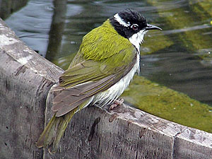 White-throated Honeyeater