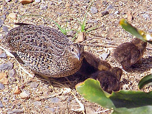 Brown Quail