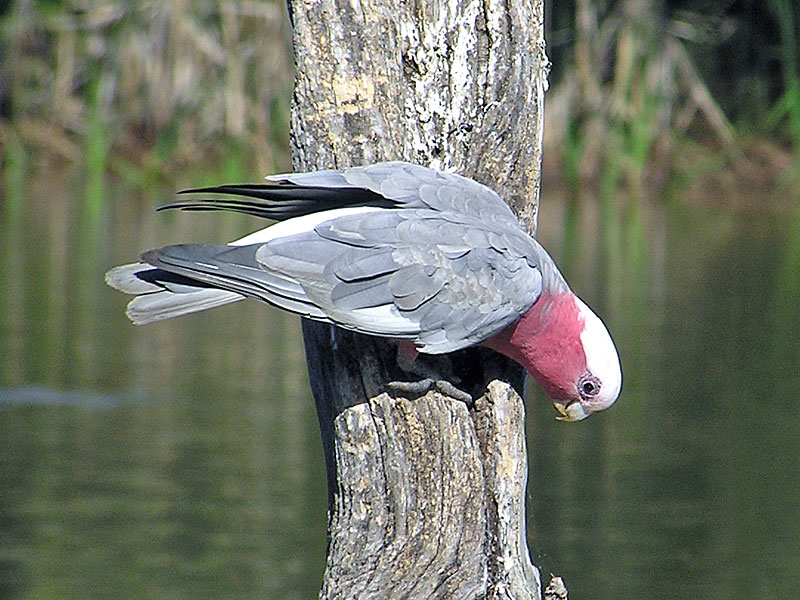 Male Galah