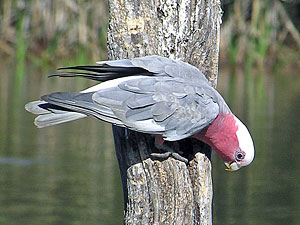 Male Galah