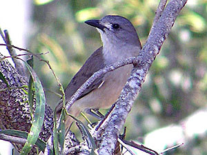 Grey Shrike-thrush