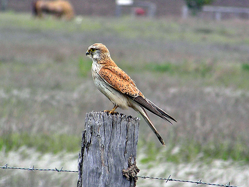 Nankeen Kestrel