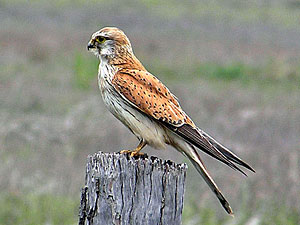 Nankeen Kestrel