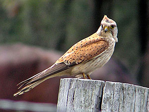 Nankeen Kestrel