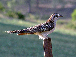 Pallid Cuckoo