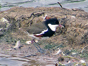 Red-kneed Dotterel