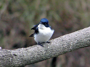 Restless Flycatcher