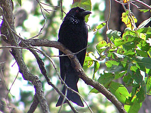 Spangled Drongo