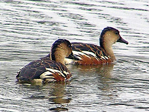 Wandering Whistling-duck