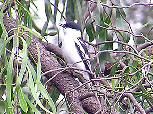 White-winged Triller