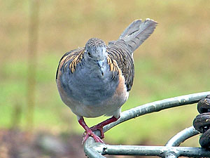 Bar-shouldered Dove