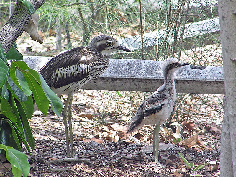 Bush Stone-curlew