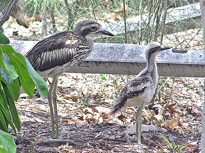 Bush Thick-knee