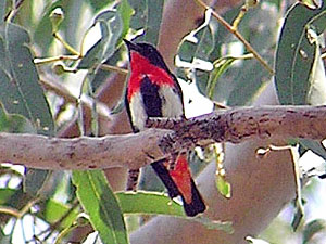 Mistletoebird