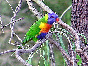 Rainbow Lorikeet