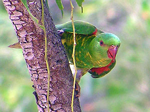 Scaly-breasted Lorikeet