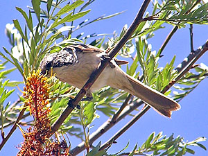 Striped Honeyeater