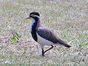 Banded Lapwing