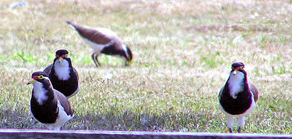 Banded Lapwing