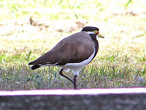 Banded Lapwing