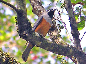 Black-faced Monarch