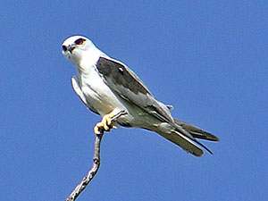 Black-shouldered Kite