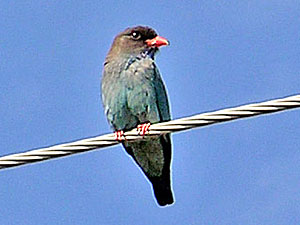 Dollarbird