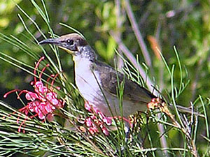 Immature Little Friarbird