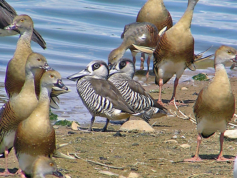 Pink-eared Duck