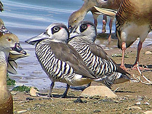 Pink-eared Duck