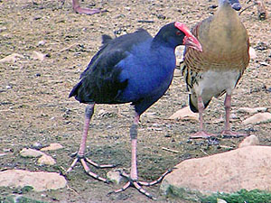 Purple Swamphen