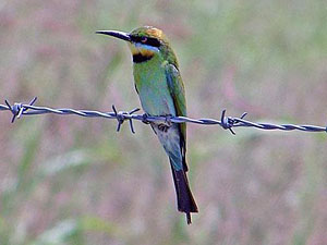 Rainbow Bee-eater