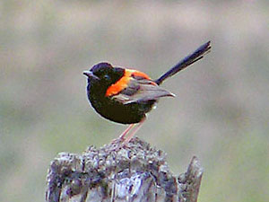 Red-backed Fairywren