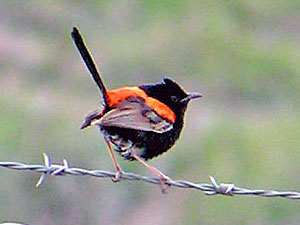 Red-backed Fairywren