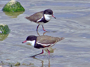 Red-kneed Dotterel