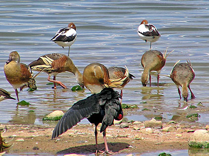 Red-necked Avocets, Plumed Whistling-ducks and Purple Swamphen