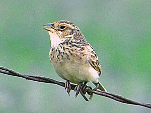 Singing Bushlark