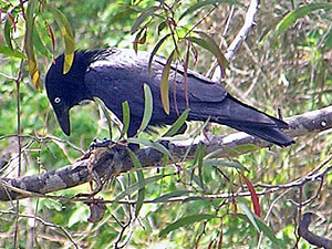 Torresian Crow