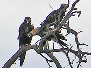 Wedge-tailed Eagles