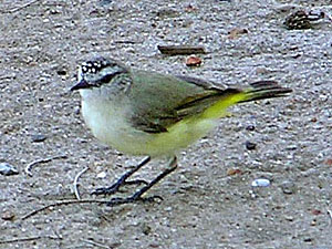 Yellow-rumped Thornbill