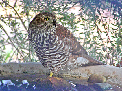 Brown Goshawk