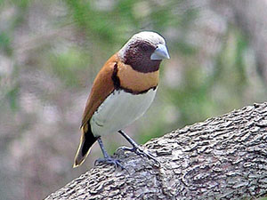 Chestnut-breasted Mannikin