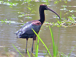 Glossy Ibis