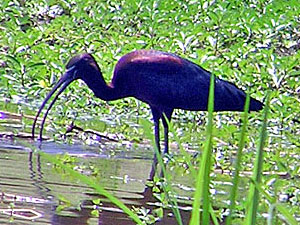 Glossy Ibis