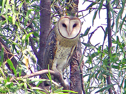 Grass Owl